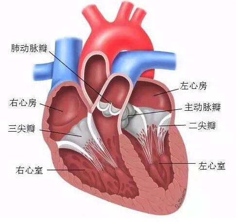 《第2次大动作!蓝帆医疗收购瑞士心脏瓣膜》 